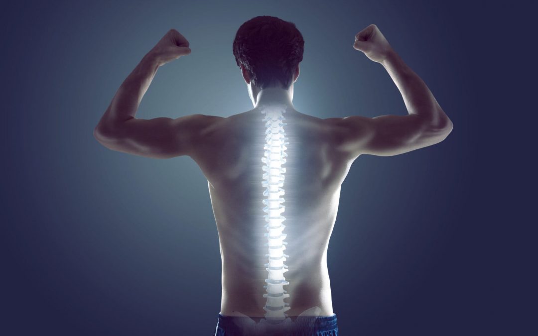 The Spine and the Nervous System – Your Gateway to Health