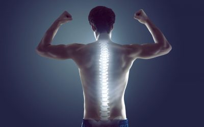 The Spine and the Nervous System – Your Gateway to Health
